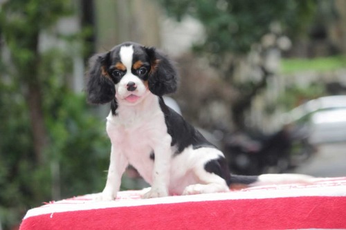 Cavalier king charles spaniel Puppies For Sale In Agra